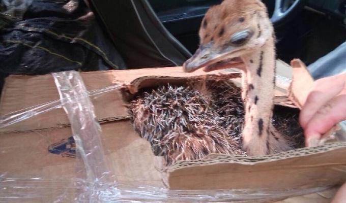 «Фантом» затримав незвичайних «пасажирів»