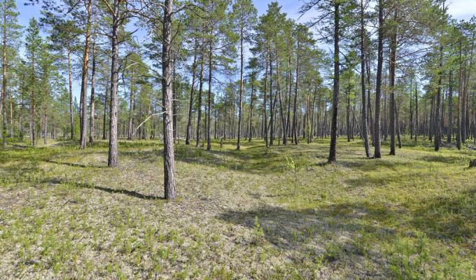 У Білокуракинському районі внаслідок необережного поводження з вогнем зайнявся ліс
