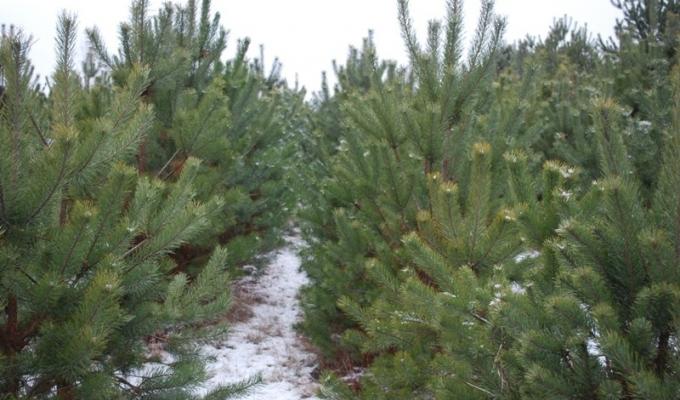На Луганщині з 15 грудня відкриваються ялинкові ярмарки 