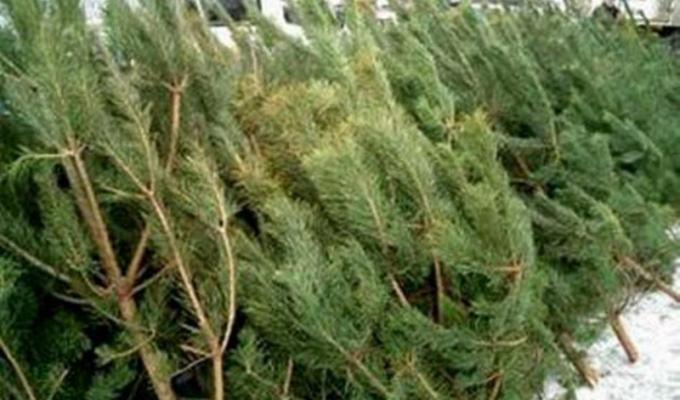 Підбито підсумки реалізації новорічних ялинок