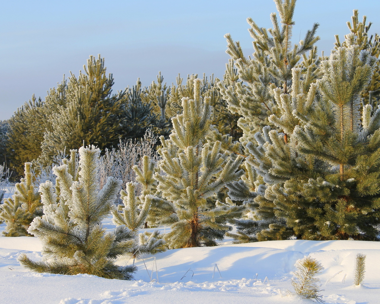 На Луганщині починається реалізація новорічних різдвяних ялинок