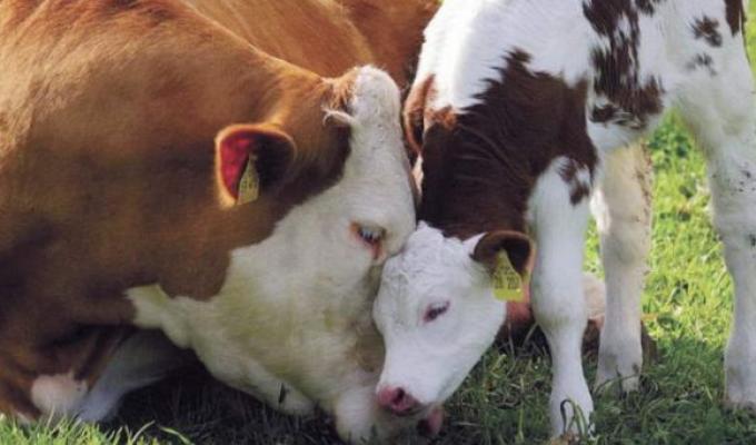 Аграрії можуть скористатись державною програмою підтримки галузі тваринництва за напрямками. 