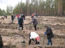 Цього року в рамках акції «Майбутнє лісу в твоїх руках» заплановано висадити 1200 га соснового лісу