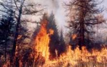 Лісові пожежі