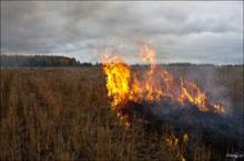 Де пройшли пали, вже не буде колишнього різнотрав'я