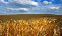 До уваги громадськості. Проект Закону України "Про ринок земель"