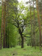Владимир Пристюк поддерживает идею создания природного парка в Кременских лесах