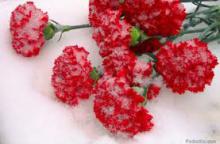 На Луганщині відбудуться заходи  до Дня Конституції України