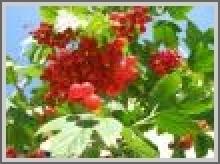 Фольклорний фестиваль "Червона калина"