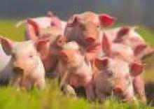 Случаев заражения африканской чумой на территории Украины не зафиксировано