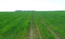 Аграріями області завершено сівбу озимих культур