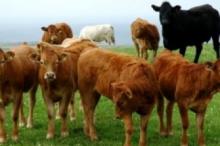 Про використання коштів за державною програмою Підтримки галузі тваринництва у жовтні 2012 року