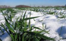 Озимина Луганщини