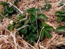 Инновационно-инвестиционные технологии производства плодов и ягод