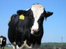 Державна атестація суб’єктів племінної справи у тваринництві та птахівництві