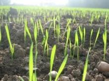 О состоянии посевов озимых культур