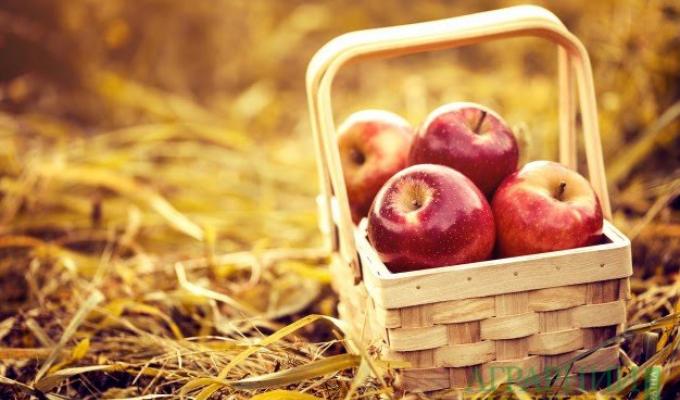 Індія зацікавлена в імпорті українських яблук