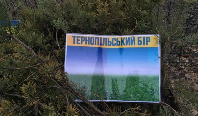 Поблизу міста Попасна висаджено «Тернопільській бір»