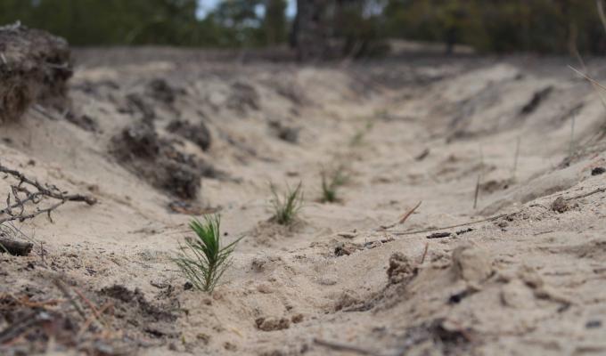 На Луганщині відновлюють знищений війною ліс