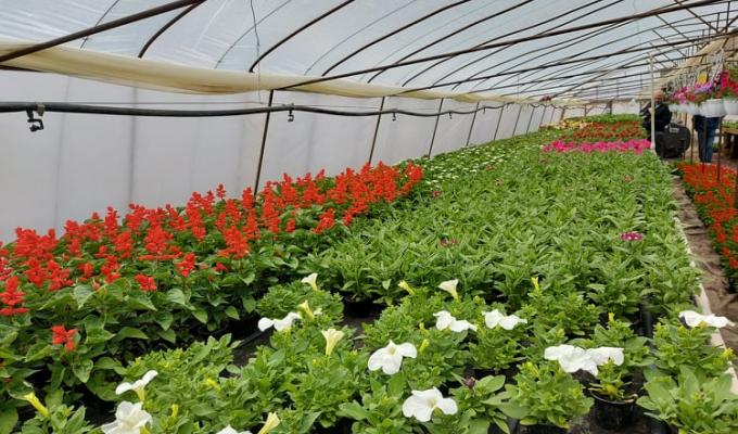 Кооператив «Овочі станичників»: сучасне рослинництво на «лінії розмежування» 