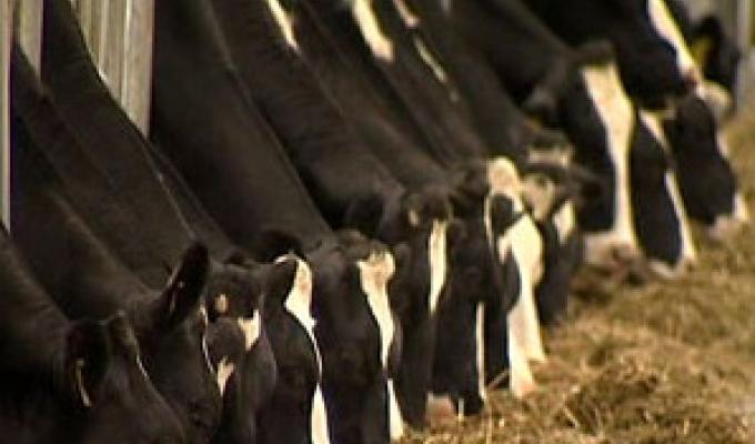 Цього року на Луганщині планується створити три обслуговуючі кооперативи, де підвищуватимуть якість молока