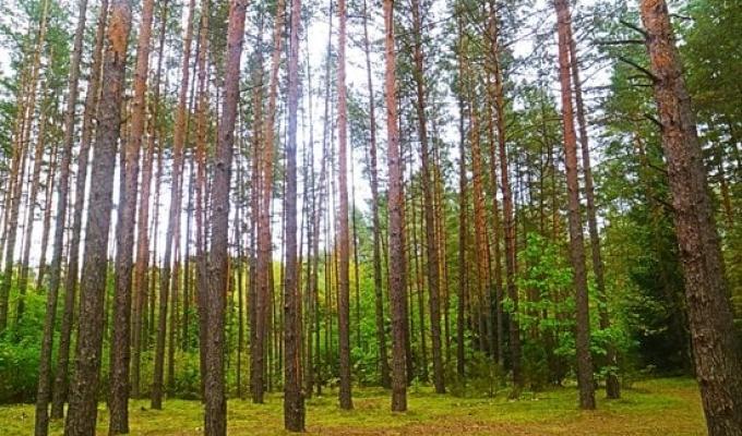 Близько 8 мільйонів дерев висаджено лісівниками Луганщини спільно з волонтерами у 2021 році