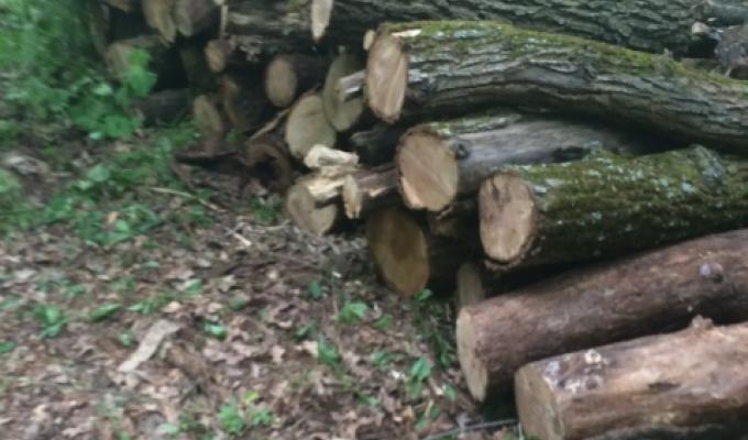 На Луганщині СБУ припинила масштабну незаконну вирубку лісу