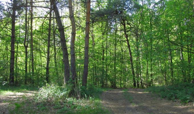 Про профілактику щодо попередження лісових пожеж та інших надзвичайних ситуацій у літній період йшлося на брифінгу для ЗМІ 