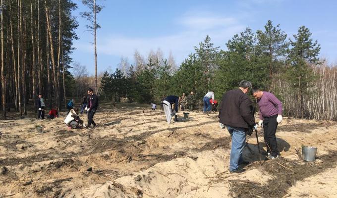 Луганщина квітуча: в області відновлюється знищений війною ліс