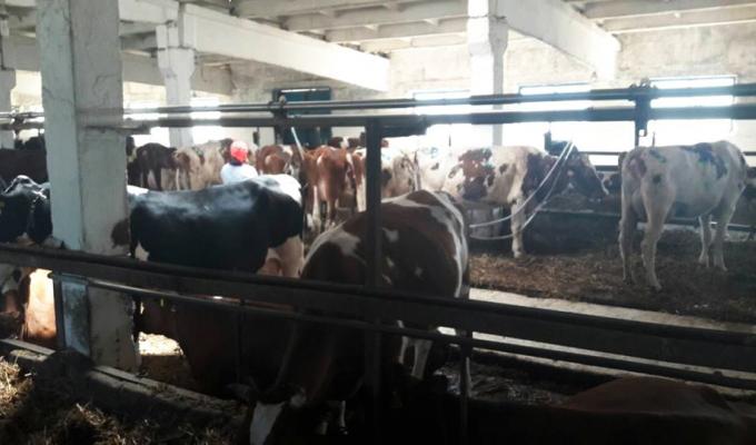 Триває робота з роз’яснення дії державних та обласних програм підтримки сільського господарства