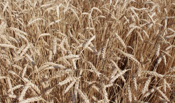 Сільгоспвиробники Луганщини залучають мільйони гривень державної підтримки