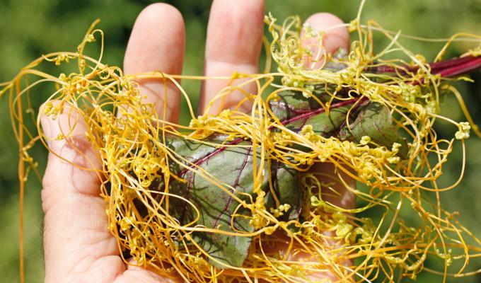 У Лисичанську оголошено карантинний режим у зв’язку з виявленням повитиці Лемана 