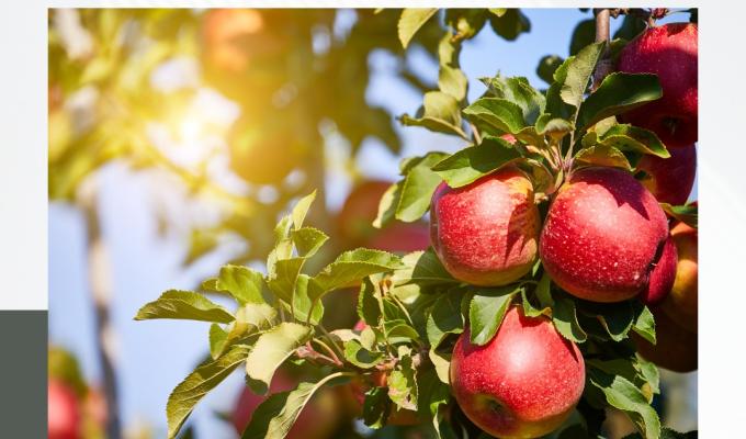 єРобота: як держава підтримує агропідприємства