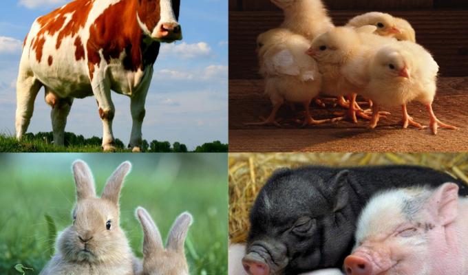 З метою реалізації державної програми підтримки галузі тваринництва Луганська облдержадміністрація інформує. 