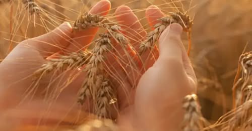 Стартував прийом заявок на бюджетну субсидію для аграріїв з прифронтових територій