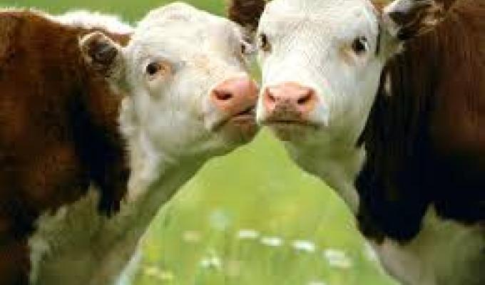 Відшкодування вартості закуплених тварин