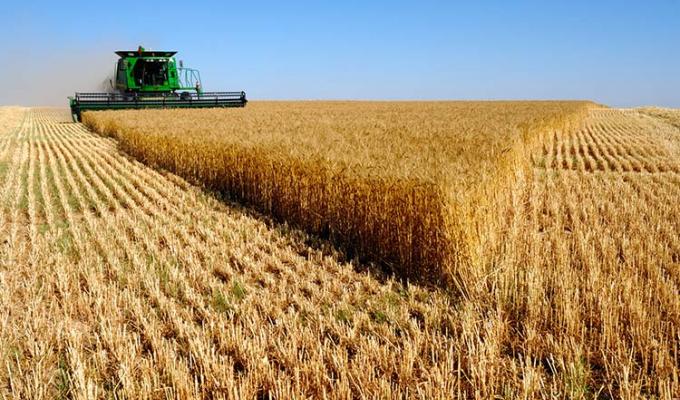 На Луганщині тривають жнива 