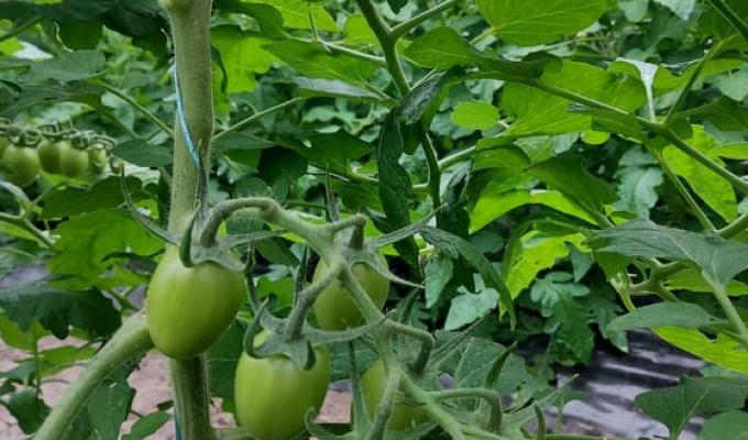 Канада пропонує позитивний досвід для розвитку аграрного сектору Луганщини