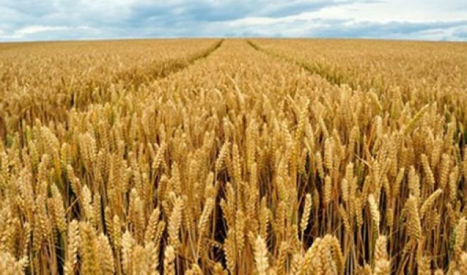 Жнива ранніх зернових культур тривають на Луганщині