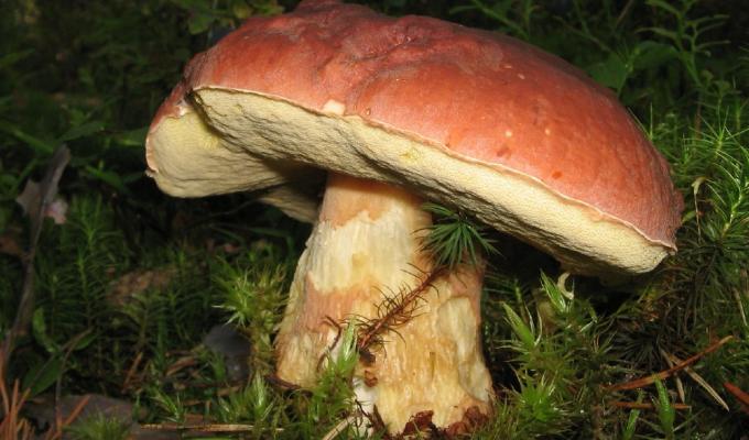  Прості правила, які убезпечать від отруєння грибами