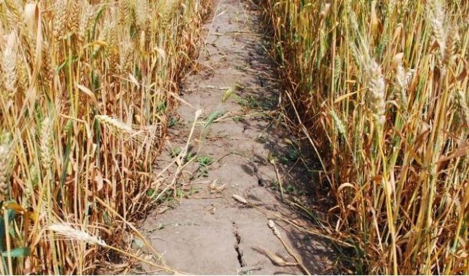 Сергій Гайдай: обласна влада знайде шляхи компенсації збитків через втрату врожаю