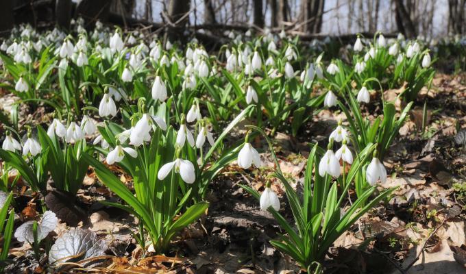 На Луганщині триває операція «Першоцвіт – 2018»