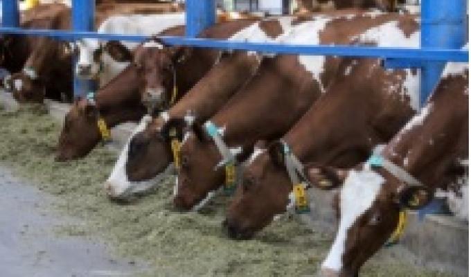 Уряд виконав свої зобов’язання щодо державної підтримки підприємств галузі тваринництва області 