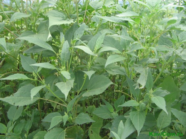 На Луганщині вживаються заходи щодо знищення шкідливих для здоров’я людини рослин