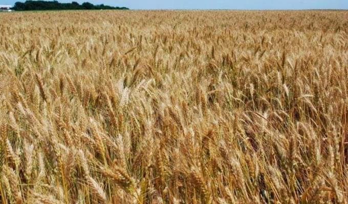 Мали десятки мільйонів держпідтримки, а зараз продають врожай нижче собівартості, - Сергій Гайдай розповів, що коїться в фермерських господарствах Луганщини