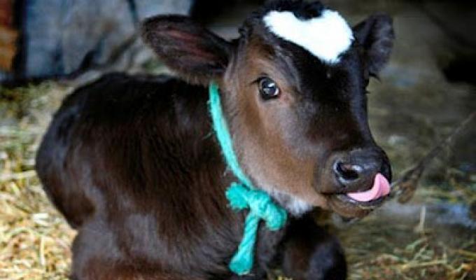 Дотації за вирощування молодняку великої рогатої худоби