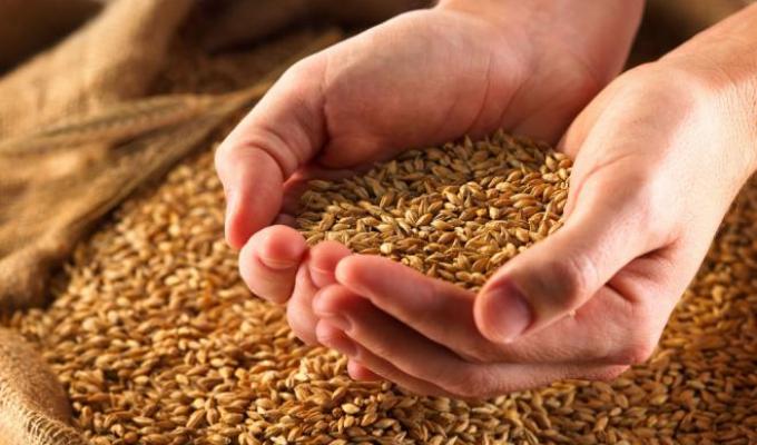 Луганщина – друга за показником виконання посівних робіт озимих зернових