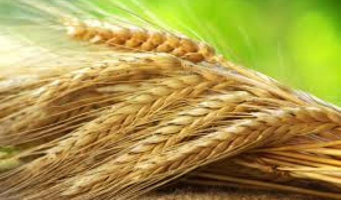 Розпочався конкурс на одержання аграріями фінансової підтримки