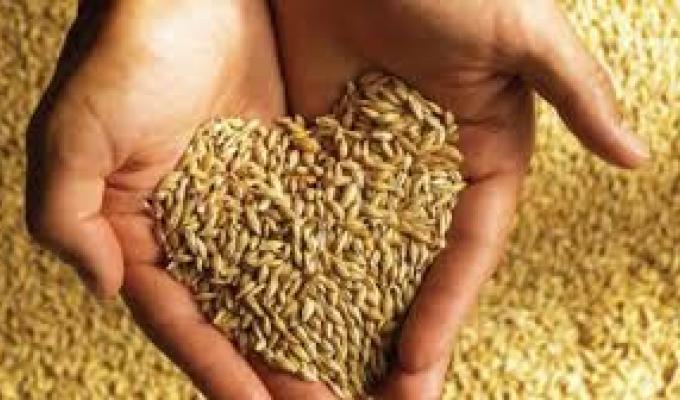 Намолочено 1 млн тонн зерна