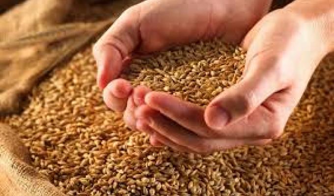 В області зібрано 1,217 млн тонн зернових та зернобобових культур